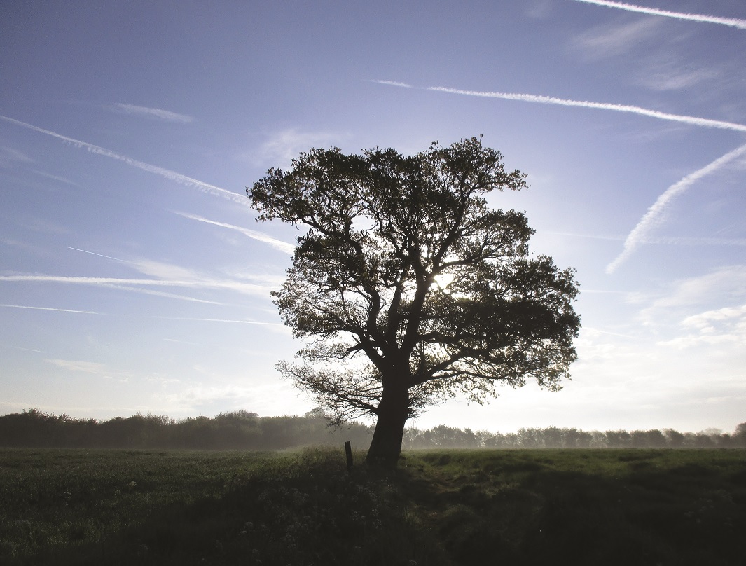 Binsted countryside and woodland